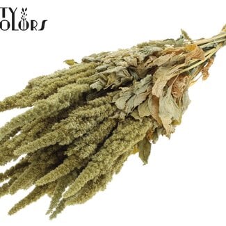 Gedroogde Amaranthus | Kleur: Naturelle Groen | Kattenstaart Droogbloemen | Lengte ± 60 centimeter | Per bos