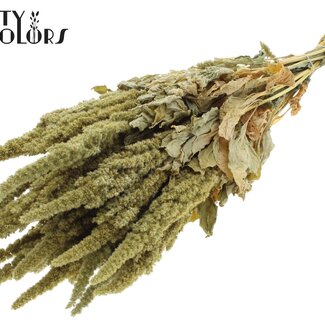 QC Getrockneter Amaranthus | Farbe: Natürliches Grün | Katzenschwanz Trockenblumen | Länge ± 60 Zentimeter | Pro Bund