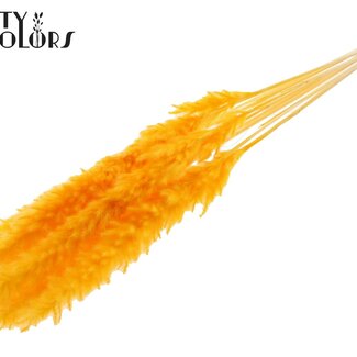 Gedroogde Gebleekte Pampas Pluimen | Kleur: Abrikooskleurig | Pampas Droogbloemen | Lengte ± 70 centimeter | 10 pluimen per bos | Per bos