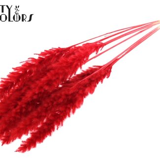 Gedroogde Gebleekte Pampas Pluimen | Kleur: Rood | Pampas Droogbloemen | Lengte ± 70 centimeter | 10 pluimen per bos | Per bos