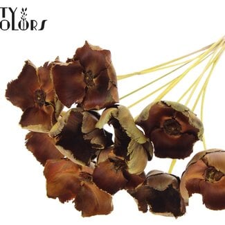 QC Gedroogde Palm Cup op steel | Kleur: Geel | Lengte ± 50 centimeter | 10 stelen per bos