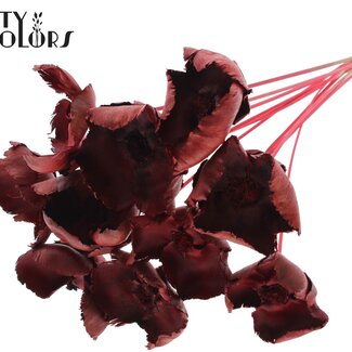 Gedroogde Palm Cup op steel | Kleur: Rood | Lengte ± 50 centimeter | 10 stelen per bos