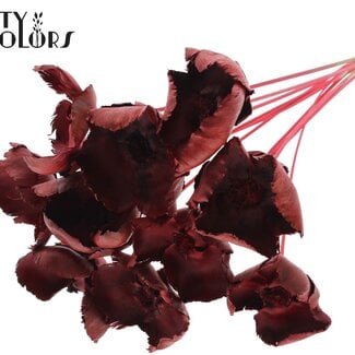 QC Gedroogde Palm Cup op steel | Kleur: Rood | Lengte ± 50 centimeter | 10 stelen per bos