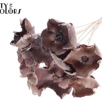 QC Gedroogde Palm Cup op steel | Kleur: Frosted Naturel Wit | Lengte ± 50 centimeter | 10 stelen per bos