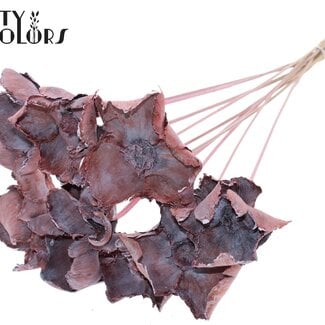 QC Gedroogde Palm Cup op steel | Kleur: Frosted Lichtroze | Lengte ± 50 centimeter | 10 stelen per bos