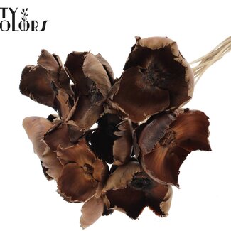 Gedroogde Palm Cup op steel | Kleur: Naturelle Bruin | Lengte ± 50 centimeter | 10 stelen per bos
