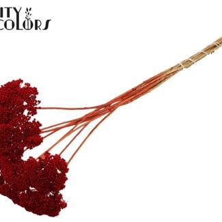 Gedroogd Duizendblad | Kleur: Rood | Achillea Droogbloemen | Diameter ± 2 - 4 centimeter | Lengte ± 60 centimeter | 15 stelen per bos | Per bos