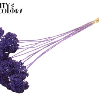 Gedroogd Duizendblad | Kleur: Frosted Paars | Achillea Droogbloemen | Diameter ± 2 - 4 centimeter | Lengte ± 60 centimeter | 15 stelen per bos | Per bos