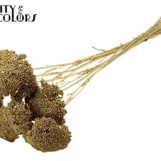 Gedroogd Duizendblad | Kleur: Goudkleurig | Achillea Droogbloemen | Diameter ± 2 - 4 centimeter | Lengte ± 60 centimeter | 15 stelen per bos | Per bos