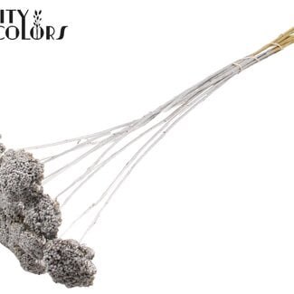 Gedroogd Duizendblad | Kleur: Zilverkleurig | Achillea Droogbloemen | Diameter ± 2 - 4 centimeter | Lengte ± 60 centimeter | 15 stelen per bos | Per bos