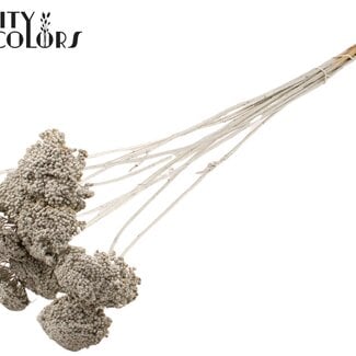 Gedroogd Duizendblad | Kleur: Platinakleurig | Achillea Droogbloemen | Diameter ± 2 - 4 centimeter | Lengte ± 60 centimeter | 15 stelen per bos | Per bos