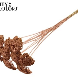 Gedroogd Duizendblad | Kleur: Koperkleurig | Achillea Droogbloemen | Diameter ± 2 - 4 centimeter | Lengte ± 60 centimeter | 15 stelen per bos | Per bos