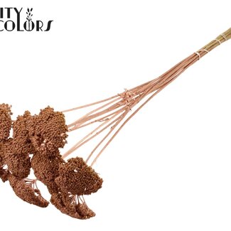 QC Gedroogd Duizendblad | Kleur: Koperkleurig | Achillea Droogbloemen | Diameter ± 2 - 4 centimeter | Lengte ± 60 centimeter | 15 stelen per bos | Per bos
