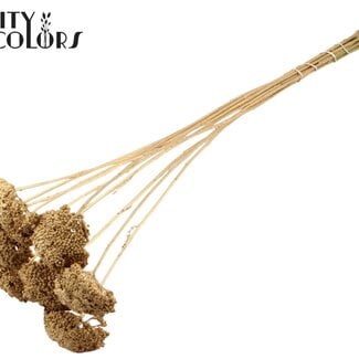 Gedroogd Duizendblad | Kleur: Antiek Goudkleurig | Achillea Droogbloemen | Diameter ± 2 - 4 centimeter | Lengte ± 60 centimeter | 15 stelen per bos | Per bos