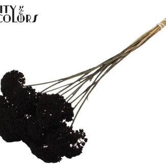 Gedroogd Duizendblad | Kleur: Zwart | Achillea Droogbloemen | Diameter ± 2 - 4 centimeter | Lengte ± 60 centimeter | 15 stelen per bos | Per bos
