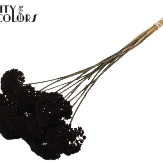 QC Gedroogd Duizendblad | Kleur: Zwart | Achillea Droogbloemen | Diameter ± 2 - 4 centimeter | Lengte ± 60 centimeter | 15 stelen per bos | Per bos