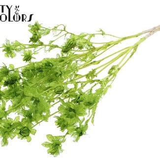 Gedroogde Gebleekte Carthamus | Kleur: Lichtgroen | Saffloer of Bidens Droogbloemen | Lengte ± 70 centimeter | Per bos
