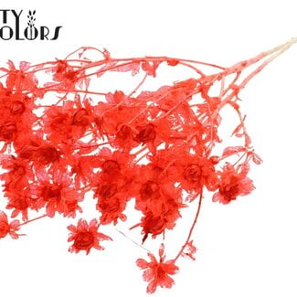 Gedroogde Gebleekte Carthamus | Kleur: Koraalkleurig | Saffloer of Bidens Droogbloemen | Lengte ± 70 centimeter | Per bos