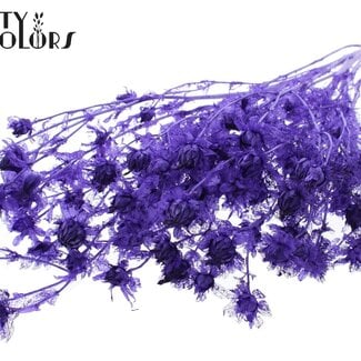 Gedroogde Gebleekte Carthamus | Kleur: Paars | Saffloer of Bidens Droogbloemen | Lengte ± 70 centimeter | Per bos