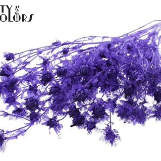 QC Dried Bleached Carthamus | Colour: Purple | Safflower or Bidens Dried Flowers | Length ± 70 centimetres | Per bunch