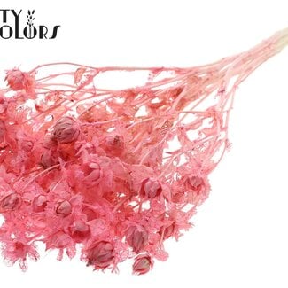 QC Gedroogde Gebleekte Carthamus | Kleur: Frosted Roze | Saffloer of Bidens Droogbloemen | Lengte ± 70 centimeter | Per bos