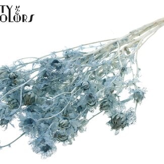 QC Gedroogde Gebleekte Carthamus | Kleur: Frosted Lichtblauw | Saffloer of Bidens Droogbloemen | Lengte ± 70 centimeter | Per bos