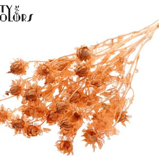 QC Dried Bleached Carthamus | Colour: Frosted Salmon | Safflower or Bidens Dried Flowers | Length ± 70 centimetres | Per bunch