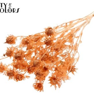 QC Gedroogde Gebleekte Carthamus | Kleur: Frosted Zalmkleurig | Saffloer of Bidens Droogbloemen | Lengte ± 70 centimeter | Per bos