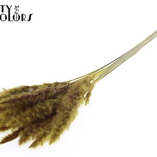 Gedroogde Fluffy Pampas Pluimen | Kleur: Geel | Lengte ± 70 centimeter | 10 pluimen per bos | Per bos