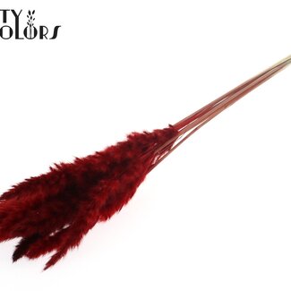 Gedroogde Fluffy Pampas Pluimen | Kleur: Rood | Lengte ± 70 centimeter | 10 pluimen per bos | Per bos