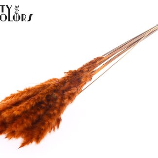Gedroogde Fluffy Pampas Pluimen | Kleur: Oranje | Lengte ± 70 centimeter | 10 pluimen per bos | Per bos