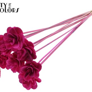 Shola Rozen op stok | Kleur: Lilakleurig | Shola Beetal Rose | Diameter 6 centimeter | Lengte ± 50 centimeter | 10 bijstekers per bos | Per bos