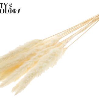 Gedroogde Gebleekte Fluffy Pampas Pluimen | Kleur: Naturelle | Lengte ± 70 centimeter | 10 pluimen per bos | Per bos