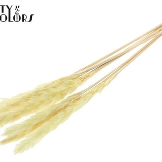 Gedroogde Gebleekte Fluffy Pampas Pluimen | Kleur: Geel | Lengte ± 70 centimeter | 10 pluimen per bos | Per bos