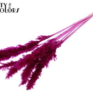 Gedroogde Gebleekte Fluffy Pampas Pluimen | Kleur: Lila Paars | Lengte ± 70 centimeter | 10 pluimen per bos | Per bos