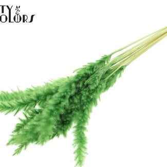 Gedroogde Gebleekte Fluffy Pampas Pluimen | Kleur: Groen | Lengte ± 70 centimeter | 10 pluimen per bos | Per bos