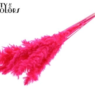 Gedroogde Gebleekte Fluffy Pampas Pluimen | Kleur: Kerskleurig | Lengte ± 70 centimeter | 10 pluimen per bos | Per bos