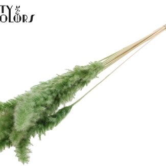 Gedroogde Gebleekte Fluffy Pampas Pluimen | Kleur: Olijfgroen | Lengte ± 70 centimeter | 10 pluimen per bos | Per bos