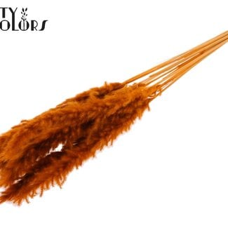 Gedroogde Gebleekte Fluffy Pampas Pluimen | Kleur: Terracotta | Lengte ± 70 centimeter | 10 pluimen per bos | Per bos