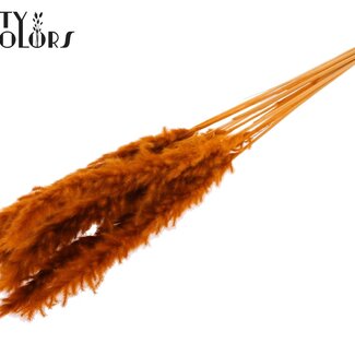 QC Dried Bleached Fluffy Pampas Plumes | Colour: Terracotta | Length ± 70 centimetres | 10 plumes per bunch | Per bunch