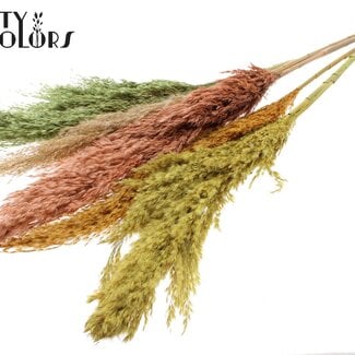 Gedroogde Pampas Pluimen “Summer Mix” | Kleur: Gemengde Kleuren | Pampas Droogbloemen | Lengte ± 100 centimeter | 5 pluimen per bos | Per bos