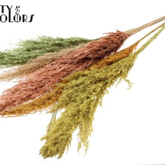 QC Getrocknete Pampaswedel „Summer Mix“ | Farbe: Gemischte Farben | Pampas Trockenblumen | Länge ± 100 Zentimeter | 5 Wedel pro Bund | Pro Bund