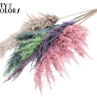 Gedroogde Pampas Pluimen “Kleurrijk 1” | Kleur: Gemengde Kleuren | Pampas Droogbloemen | Lengte ± 100 centimeter | 5 pluimen per bos | Per bos