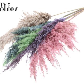 QC Dried Pampas Plumes “Colourful 1” | Colour: Mixed Colours | Pampas Dried Flowers | Length ± 100 centimetres | 5 plumes per bunch | Per bunch