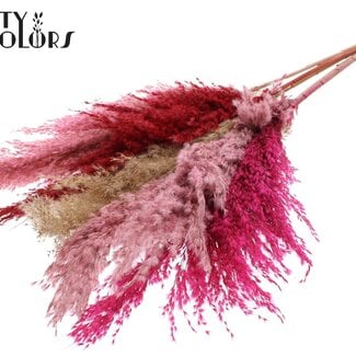 Gedroogde Pampas Pluimen “Lady Mix” | Kleur: Gemengde Kleuren | Pampas Droogbloemen | Lengte ± 100 centimeter | 5 pluimen per bos | Per bos