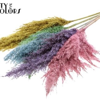 Gedroogde Pampas Pluimen “Pastel Prism” | Kleur: Gemengde Kleuren | Pampas Droogbloemen | Lengte ± 100 centimeter | 5 pluimen per bos | Per bos