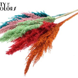 QC Gedroogde Phalaris “Summer Sorbet” | Kleur: Gemengde Kleuren | Pampas Droogbloemen | Lengte ± 100 centimeter | 5 pluimen per bos | Per bos