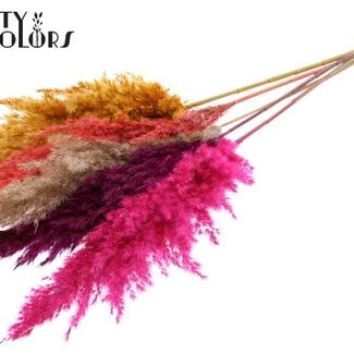 Gedroogde Pampas Pluimen “Kleurrijk 10” | Kleur: Gemengde Kleuren | Pampas Droogbloemen | Lengte ± 100 centimeter | 5 pluimen per bos | Per bos