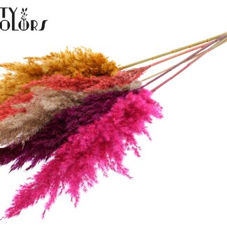 QC Dried Pampas Plumes “Colourful 10” | Colour: Mixed Colours | Pampas Dried Flowers | Length ± 100 centimetres | 5 plumes per bunch | Per bunch