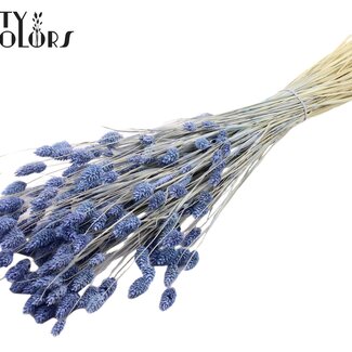 QC Gedroogde Gebleekte Phalaris | Kleur: Frosted Milkapaars | Kanariegras Droogbloemen | Lengte ± 70 centimeter | Gewicht 220 gram | Per bos